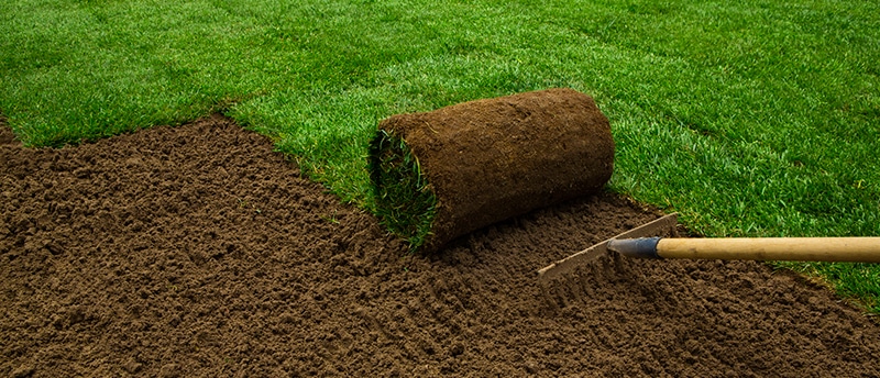 Struggling, dead sod lawn in Las Vegas backyard showing brown dry patches