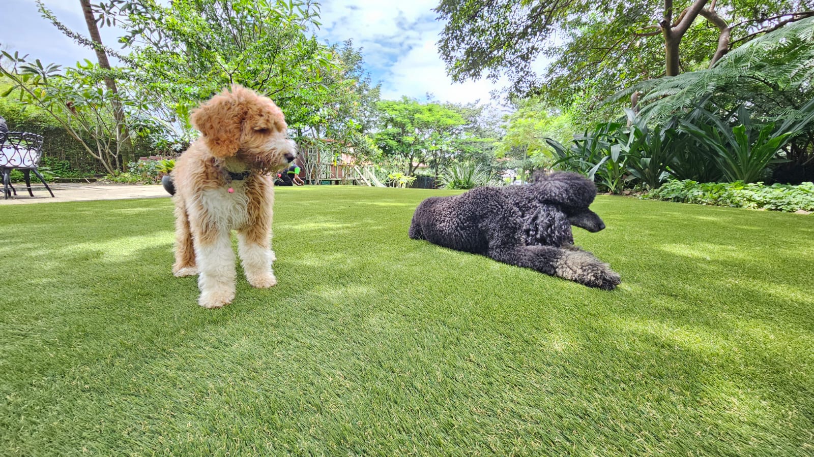 Alt Text: Two fluffy dogs relaxing and playing safely on a clean, vibrant artificial grass lawn in a spacious backyard surrounded by mature trees