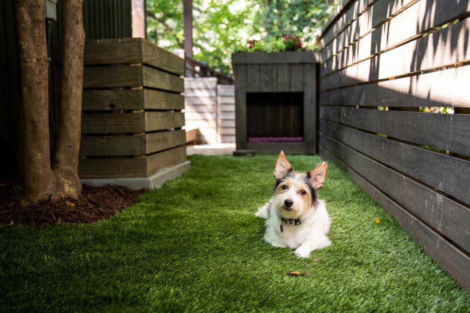 Modern backyard remodel featuring a pet-friendly turf lawn and outdoor dog run in Las Vegas NV