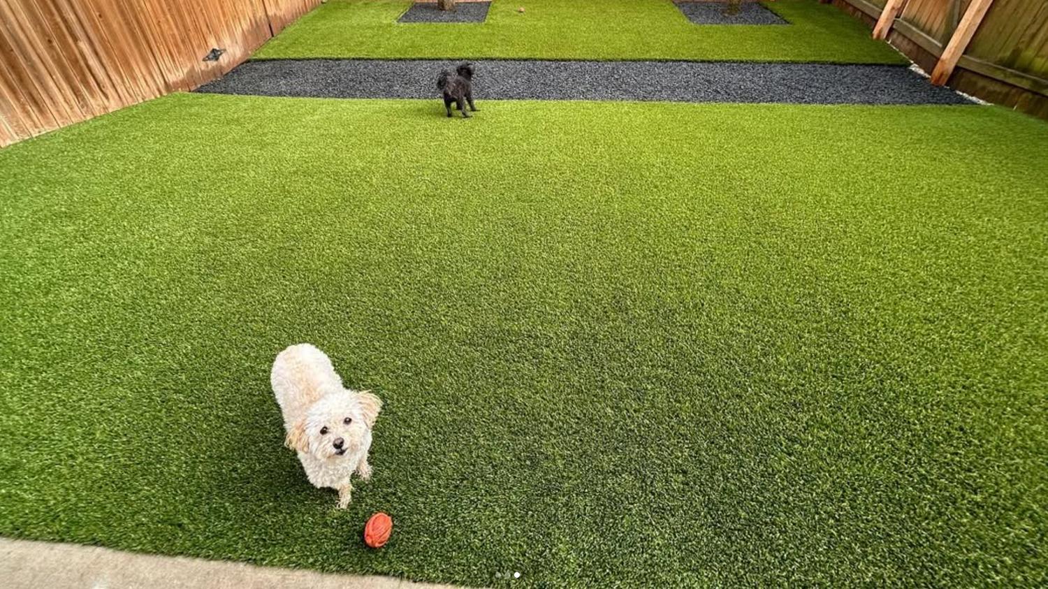 A dog sitting happily on a clean pet-friendly synthetic grass lawn in a Las Vegas backyard