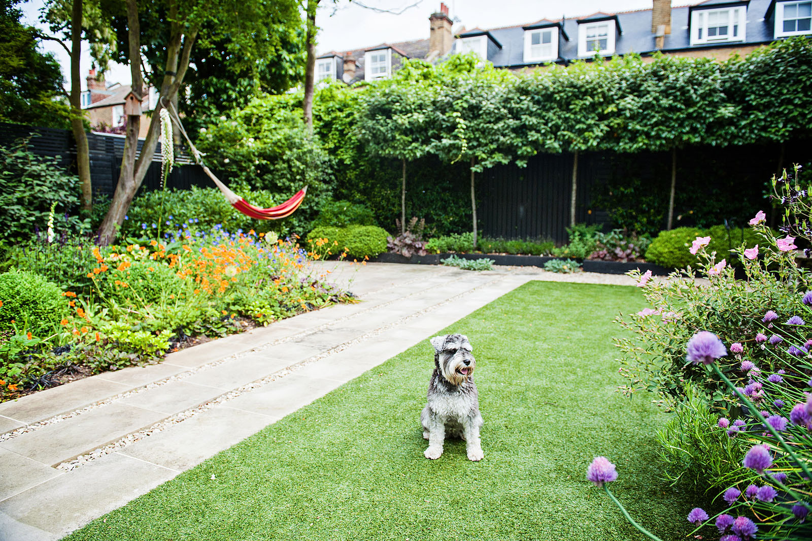 Miniature Schnauzer dog sitting on a lush artificial grass lawn in a backyard in Las Vegas